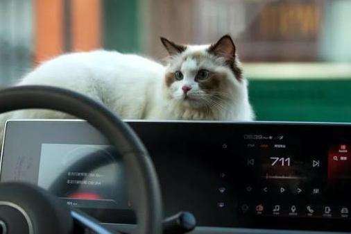 欧拉白猫划痕修复工具推荐